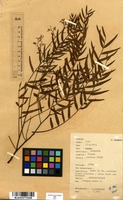 Filed as Schinus molle L. [family ANACARDIACEAE]