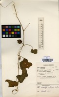 Filed as Oreosyce africana Hook.f. [family CUCURBITACEAE]