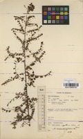 Filed as Phyllanthus nummulariifolius Poir. [family EUPHORBIACEAE]
