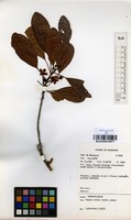 Filed as Uapaca nitida Mull.Arg. [family EUPHORBIACEAE]