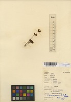Filed as Vigna pygmaea R.E.Fr. [family FABACEAE]