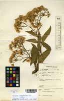 Filed as Vernonia amygdalina Delile [family ASTERACEAE]