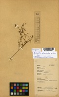 Filed as Antopetitia abyssinica A.Rich. [family FABACEAE]