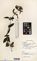 Filed as Dyschoriste trichocalyx (Oliv.) Lindau [family ACANTHACEAE]