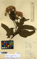 Filed as Vernonia amygdalina Delile [family ASTERACEAE]