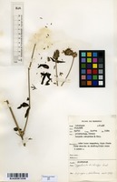 Filed as Dyschoriste trichocalyx Lindau [family ACANTHACEAE]