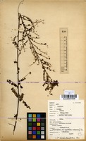 Filed as Phyllanthus nummulariifolius Poir. [family EUPHORBIACEAE]