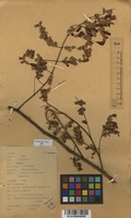 Filed as Caesalpinia decapetala (Roth) Alston [family CAESALPINIACEAE]