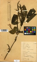 Filed as Brachystephanus africanus S.Moore [family ACANTHACEAE]