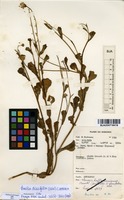 Filed as Emilia discifolia (Oliv.) C.Jeffrey [family ASTERACEAE]
