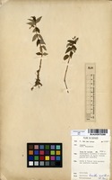 Filed as Impatiens assurgens Baker [family BALSAMINACEAE]