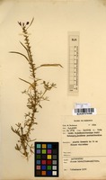Filed as Cleome hirta (Klotzsch) Oliv. [family CAPPARACEAE]