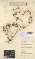 Filed as Antopetitia abyssinica A.Rich. [family FABACEAE]