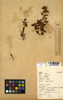 Filed as Impatiens assurgens Baker [family BALSAMINACEAE]