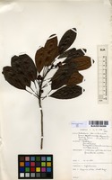 Filed as Uapaca nitida Mull.Arg. [family EUPHORBIACEAE]