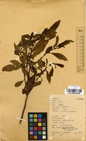 Filed as Clutia abyssinica Jaub. & Spach. var. abyssinica [family EUPHORBIACEAE]