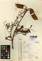 Filed as Caesalpinia decapetala (Roth) Alston [family CAESALPINIACEAE]