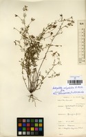 Filed as Antopetitia abyssinica A.Rich. [family FABACEAE]