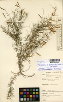 Filed as Microcharis asparagoides (Taub.) Schrire [family FABACEAE]