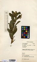 Filed as Catharanthus roseus (L.) G.Don [family APOCYNACEAE]