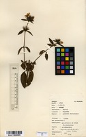 Filed as Dyschoriste trichocalyx (Oliv.) Lindau [family ACANTHACEAE]