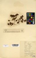 Filed as Kotschya capitulifera (Welw. ex Baker) Dewit & P.A.Duvign. [family FABACEAE]
