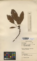 Filed as Uapaca nitida Mull.Arg. [family EUPHORBIACEAE]