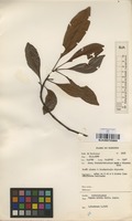 Filed as Uapaca nitida Mull.Arg. [family EUPHORBIACEAE]