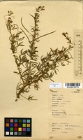 Filed as Cleome hirta (Klotzsch) Oliv. [family CAPPARACEAE]