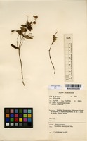 Filed as Impatiens assurgens Baker [family BALSAMINACEAE]