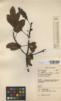 Filed as Uapaca nitida Mull.Arg. [family EUPHORBIACEAE]