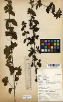 Filed as Dyschoriste trichocalyx (Oliv.) Lindau [family ACANTHACEAE]