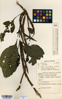 Filed as Brachystephanus africanus S.Moore [family ACANTHACEAE]