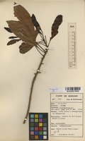 Filed as Uapaca nitida Mull.Arg. [family EUPHORBIACEAE]