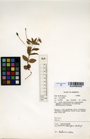 Filed as Impatiens assurgens Baker [family BALSAMINACEAE]
