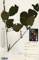 Filed as Brachystephanus africanus S.Moore [family ACANTHACEAE]