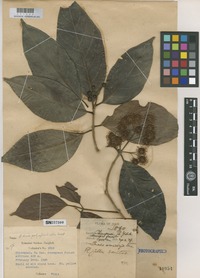 Isotype of Adina polycephaloides Craib [family RUBIACEAE]