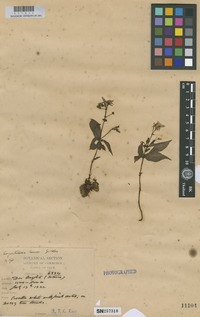 Isotype of Argostemma laxum Geddes [family RUBIACEAE]
