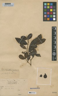Type of Ixora bracteolata Craib [family RUBIACEAE]