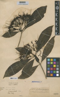 Type of Pavetta aspera Craib [family RUBIACEAE]