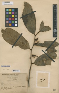 Isotype of Goniothalamus expansus Craib [family ANNONACEAE]