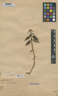 Isotype of Anotis trimera Craib [family RUBIACEAE]