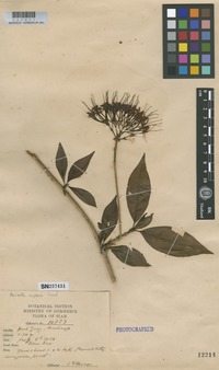 Filed as Pavetta aspera Craib [family RUBIACEAE]