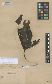 Type of Pavetta pusilliflora Bremek. [family RUBIACEAE]