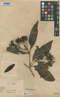 Type of Pavetta nervosa Craib [family RUBIACEAE]