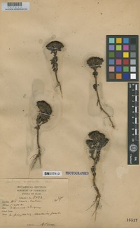 Isotype of Gentiana arenicola Kerr [family GENTIANACEAE]