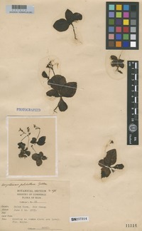 Isotype of Argostemma pulchellum Geddes [family RUBIACEAE]