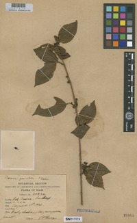 Filed as Premna paniculata H.R.Fletcher [family VERBENACEAE]
