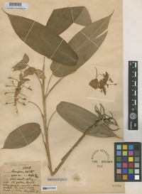Isotype of Globba winitii C.H.Wright [family ZINGIBERACEAE]