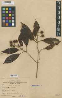 Isotype of Adina dissimilis Craib [family RUBIACEAE]